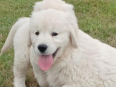Golden Retriever puppies in Waterford