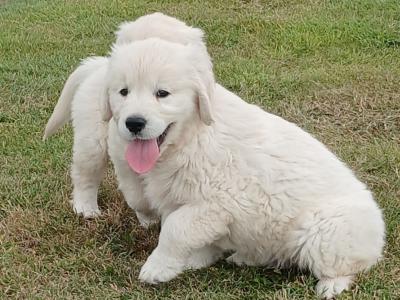 Golden Retriever puppies in Waterford
