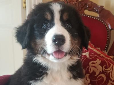 Beautiful Bernese Mountain Dog puppies in Tipperary
