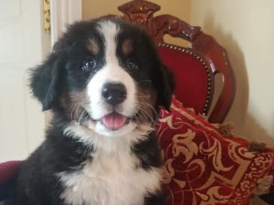 Beautiful Bernese Mountain Dog puppies in Tipperary