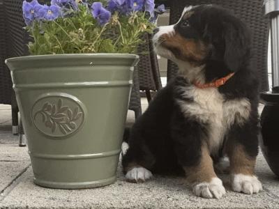 Beautiful Bernese Mountain Dog puppies in Tipperary