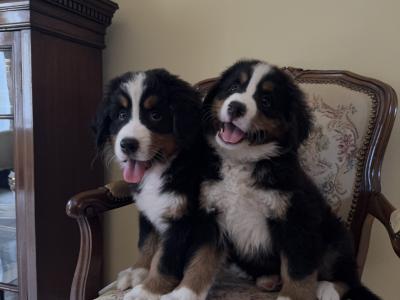 Beautiful Bernese Mountain Dog puppies in Tipperary