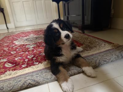 Beautiful Bernese Mountain Dog puppies in Tipperary