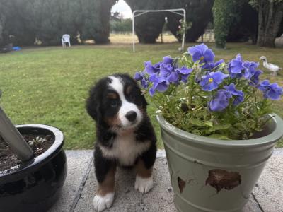 Beautiful Bernese Mountain Dog puppies in Tipperary