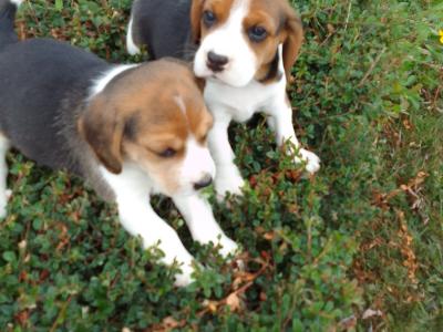 Beagle puppies in Wexford