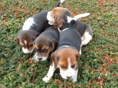Beagle puppies in Wexford