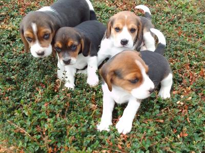 Beagle puppies in Wexford