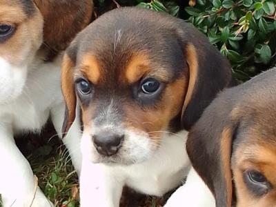 Beagle puppies in Wexford