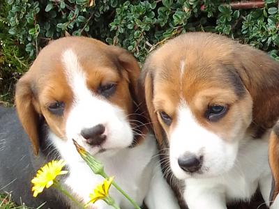 Beagle puppies in Wexford