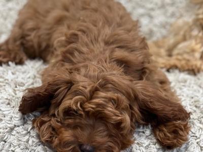 Cavapoo puppies in Wicklow 🐶