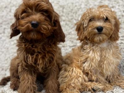 Cavapoo puppies in Wicklow 🐶