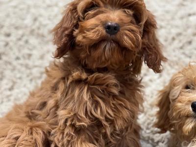 Cavapoo puppies in Wicklow 🐶