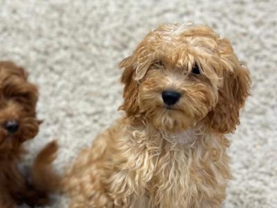 Cavapoo puppies in Wicklow 🐶