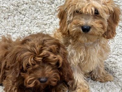 Cavapoo puppies in Wicklow 🐶