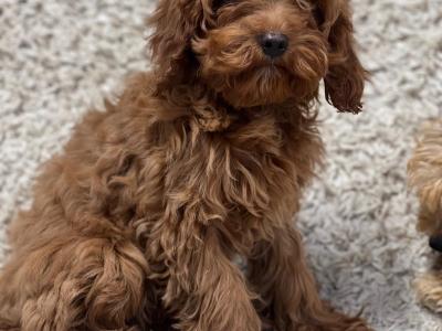 Cavapoo puppies in Wicklow 🐶