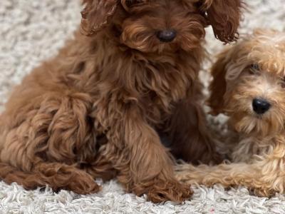 Cavapoo puppies in Wicklow 🐶