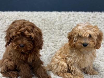 Cavapoo puppies in Wicklow 🐶