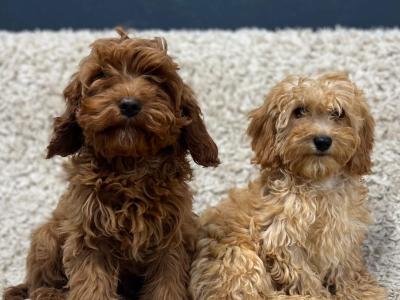 Cavapoo puppies in Wicklow 🐶