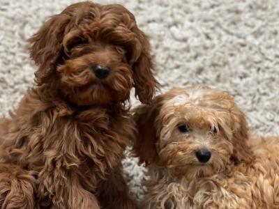 Cavapoo puppies in Wicklow 🐶