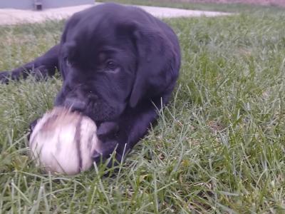 Labrador puppies in Cork