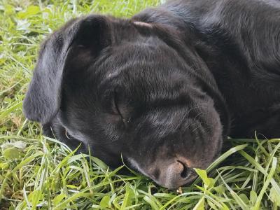 Labrador puppies in Cork