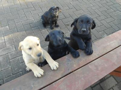 Labrador puppies in Cork
