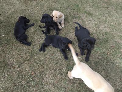 Labrador puppies in Cork