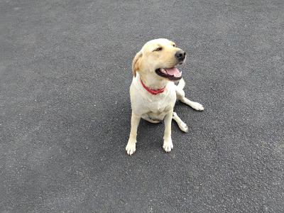 Labrador puppies in Cork