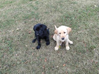Labrador puppies in Cork