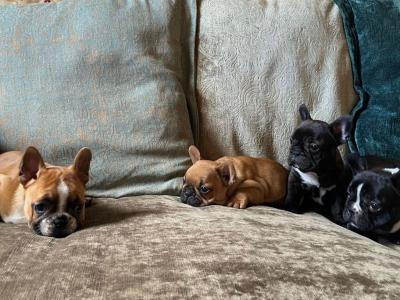 French Bulldog puppies in Kerry