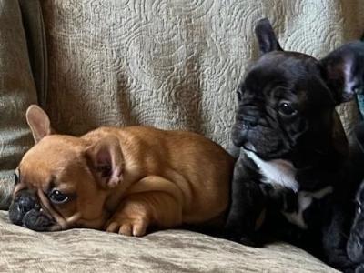 French Bulldog puppies in Kerry