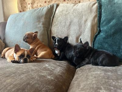 French Bulldog puppies in Kerry