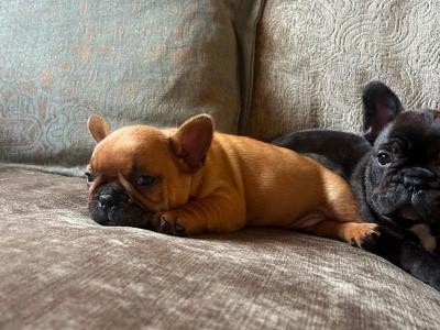 French Bulldog puppies in Kerry