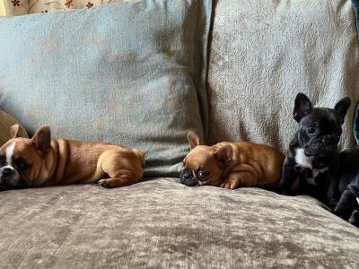 French Bulldog puppies in Kerry