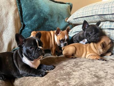 French Bulldog puppies in Kerry