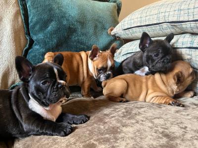 French Bulldog puppies in Kerry