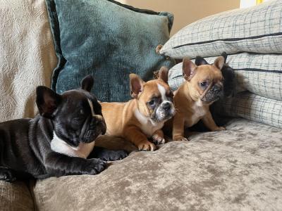 French Bulldog puppies in Kerry