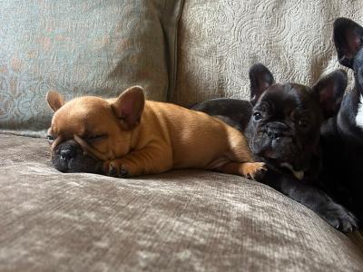 French Bulldog puppies in Kerry