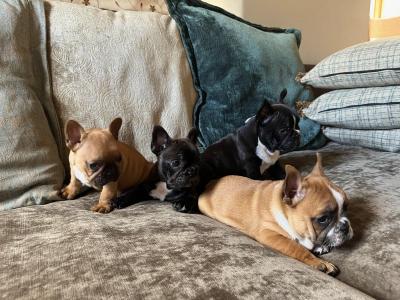French Bulldog puppies in Kerry