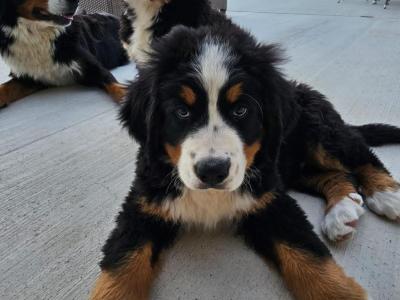 IKC Pending Bernese Mountain Dog puppies