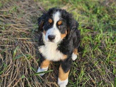 IKC Pending Bernese Mountain Dog puppies