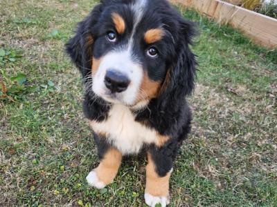 IKC Pending Bernese Mountain Dog puppies