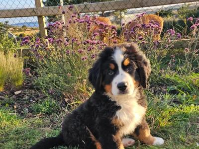 IKC Pending Bernese Mountain Dog puppies
