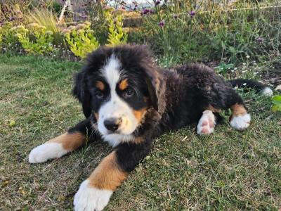 IKC Pending Bernese Mountain Dog puppies
