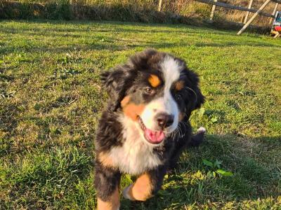 IKC Pending Bernese Mountain Dog puppies