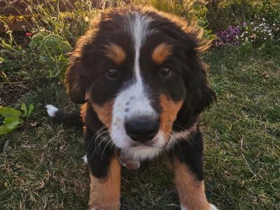 IKC Pending Bernese Mountain Dog puppies