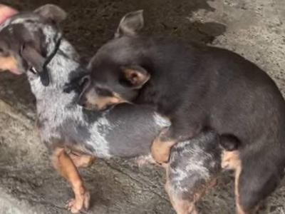 Mini King - Blue & Tan Jack Russell stud Jack Russell