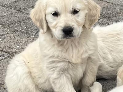 Beautiful IKC Registered Golden Retriever puppies in Wexford
