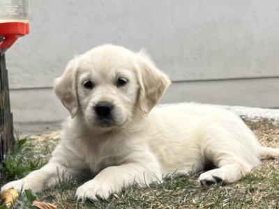 Beautiful IKC Registered Golden Retriever puppies in Wexford