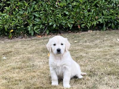 Beautiful IKC Registered Golden Retriever puppies in Wexford
